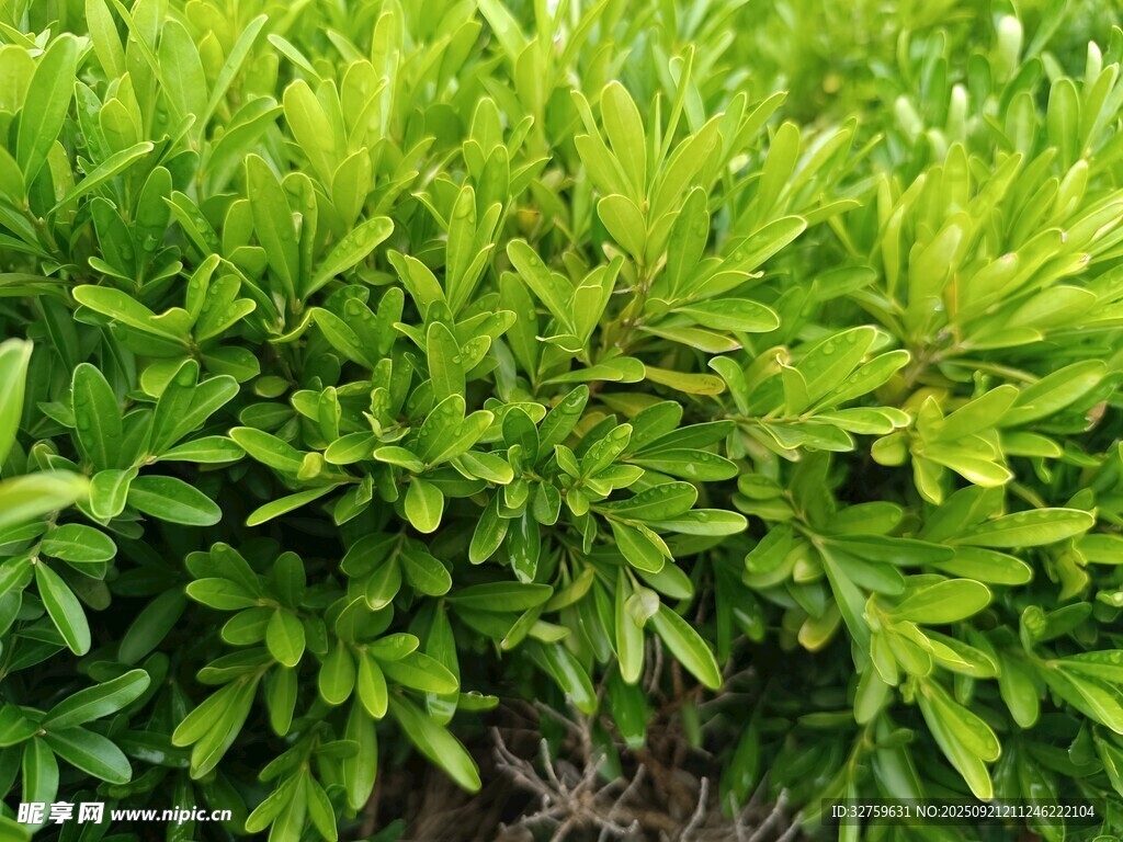 翠綠繁茂的植物葉片