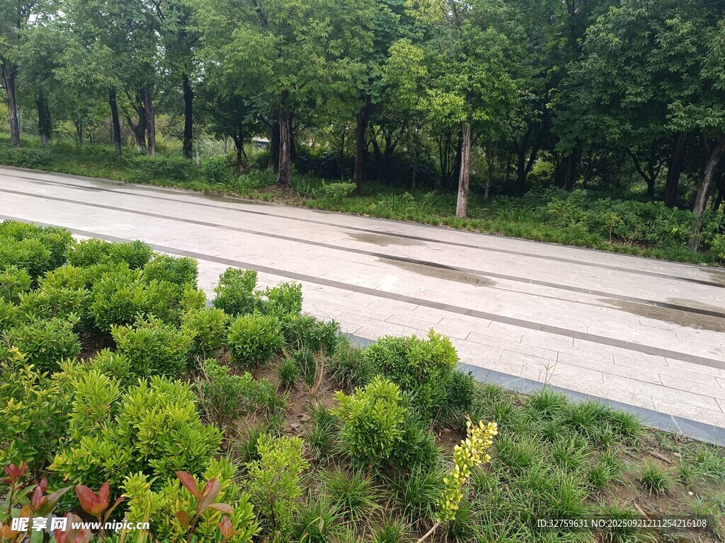 林間道路旁的綠植景觀