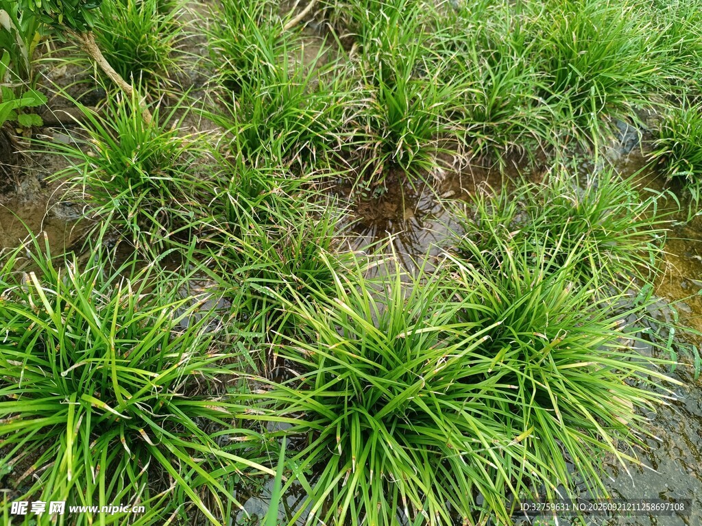 嫩綠草叢生機(jī)盎然