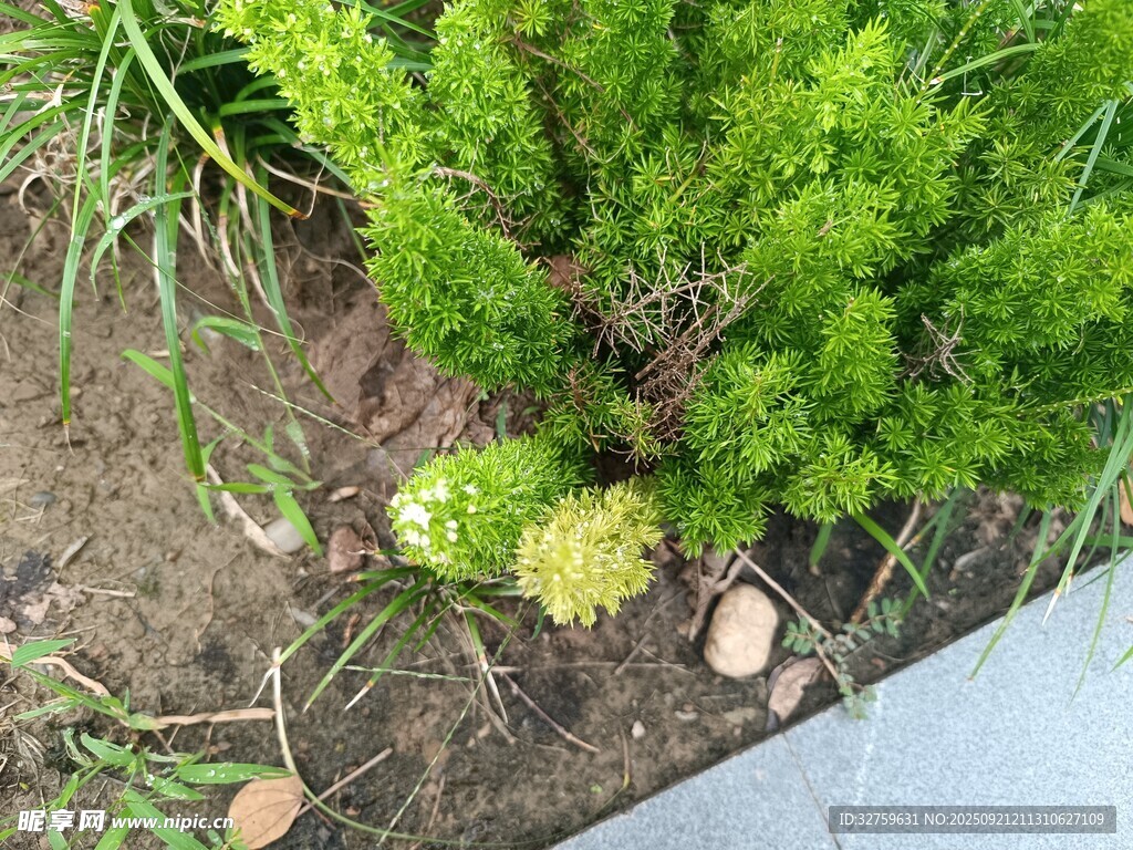 綠植旁的木樁與小植物
