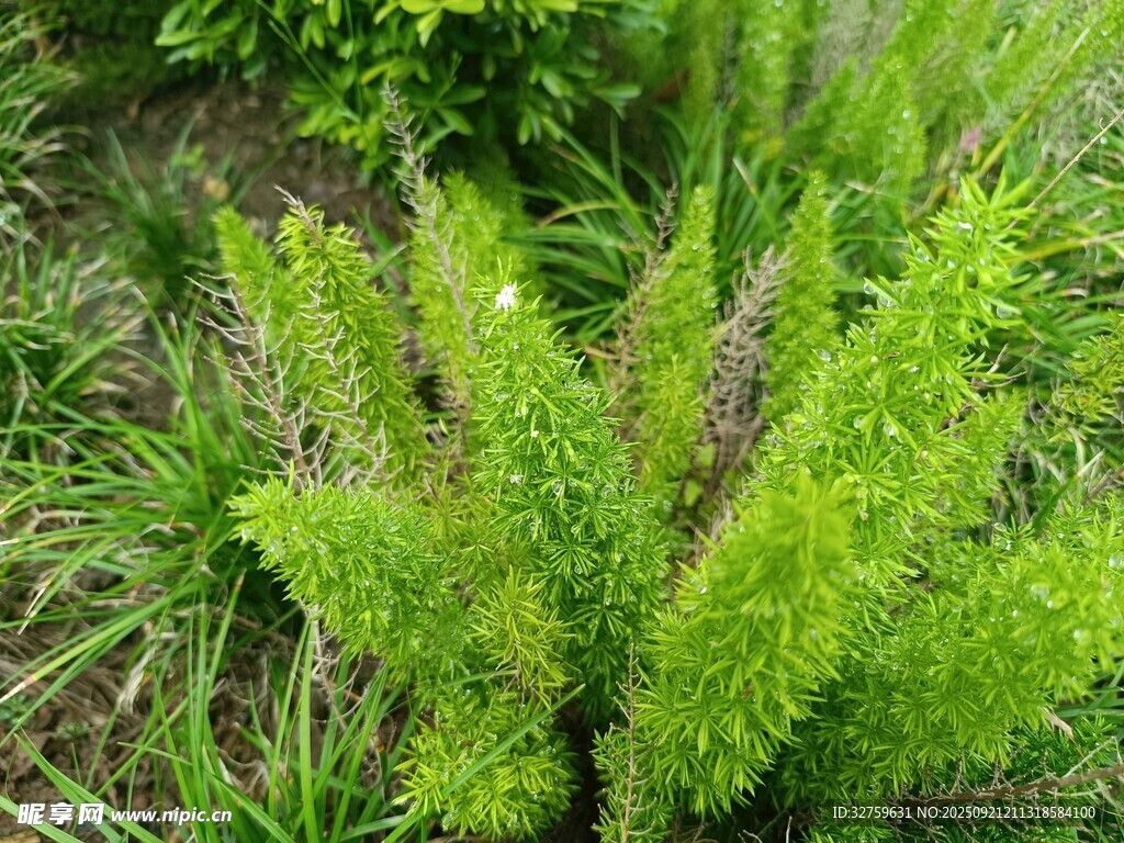 翠綠叢生植物景觀