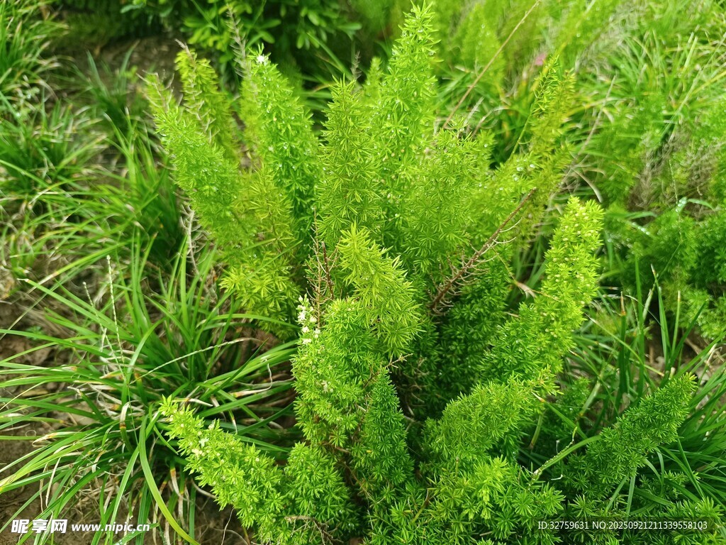 翠綠叢生的鮮嫩植物