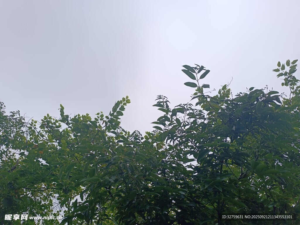 樹梢上方的朦朧天空