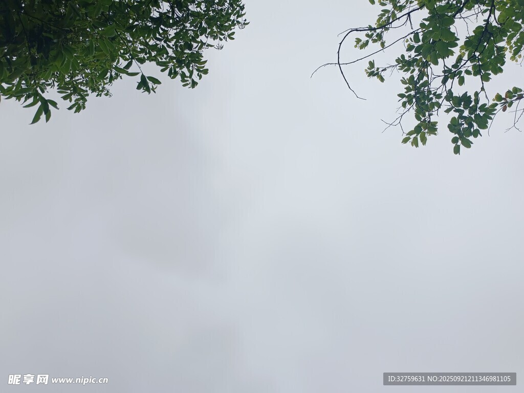 仰視天空中的枝葉