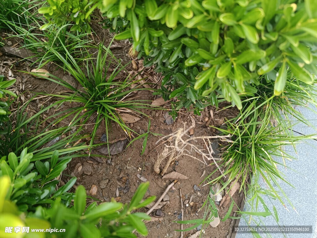 綠意盎然的植物景觀