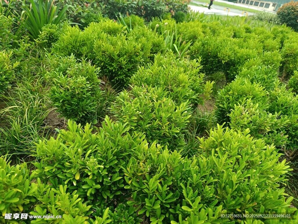 翠綠柑橘園
