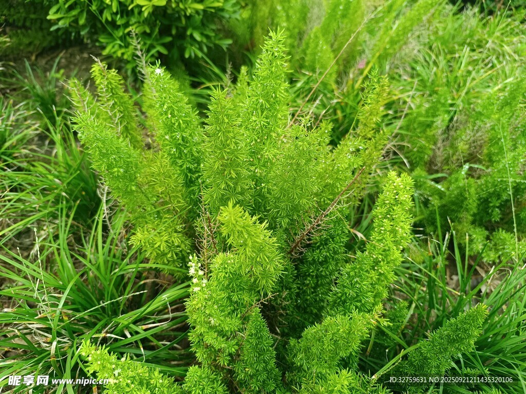 翠綠繁茂的叢生植物