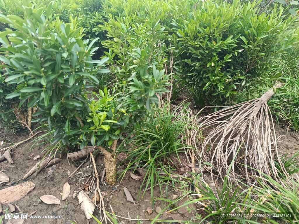 田間綠植與雜草景象