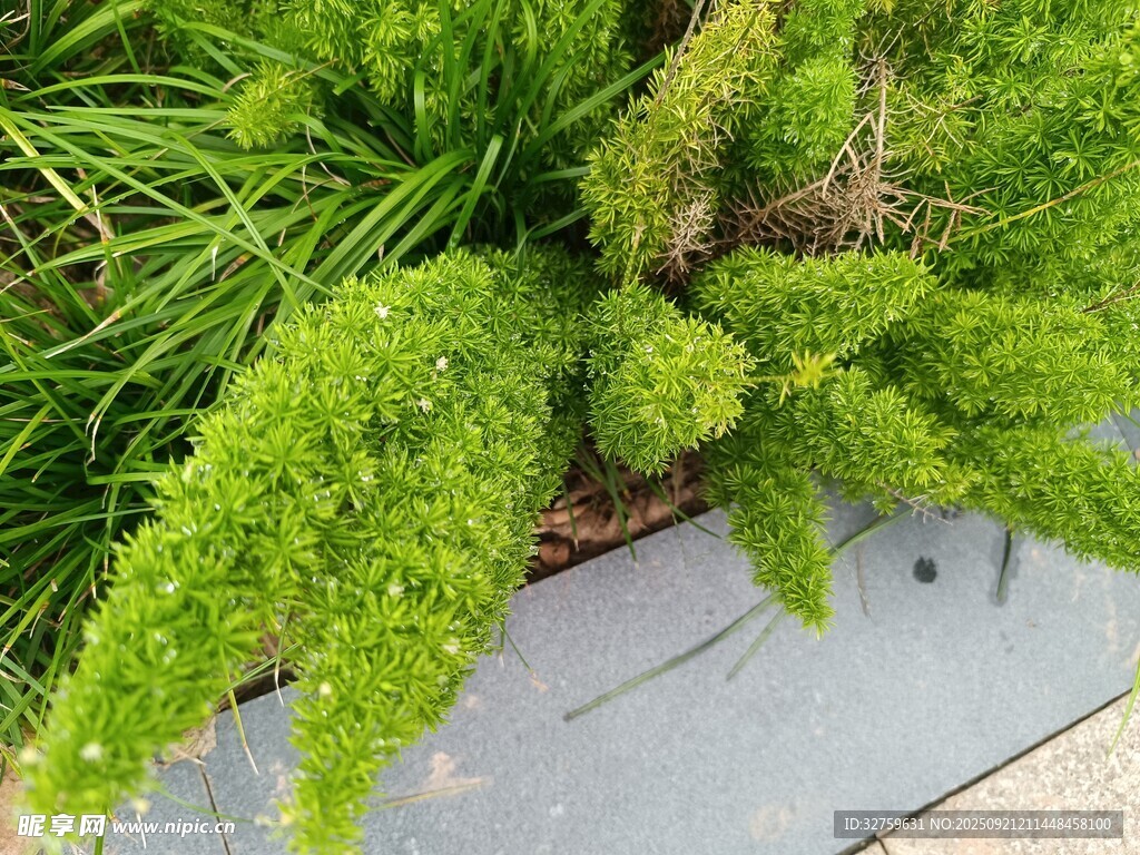 翠綠盆栽植物特寫