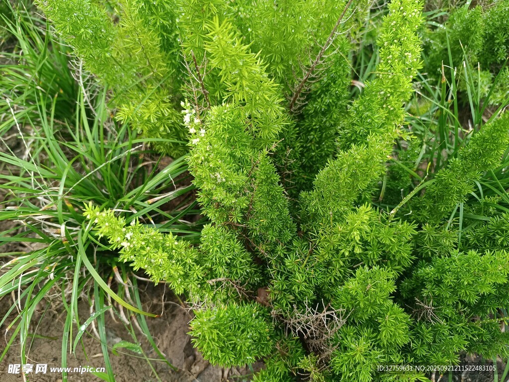 翠綠蓬勃的叢生植物