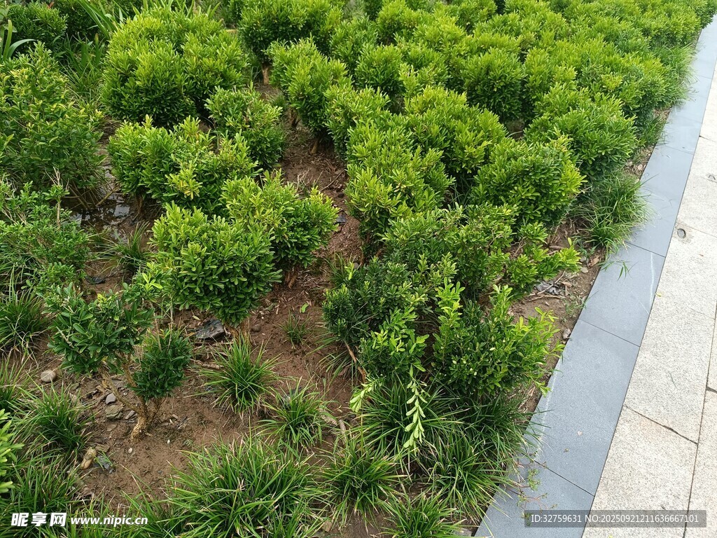 路邊茂盛的綠色植物