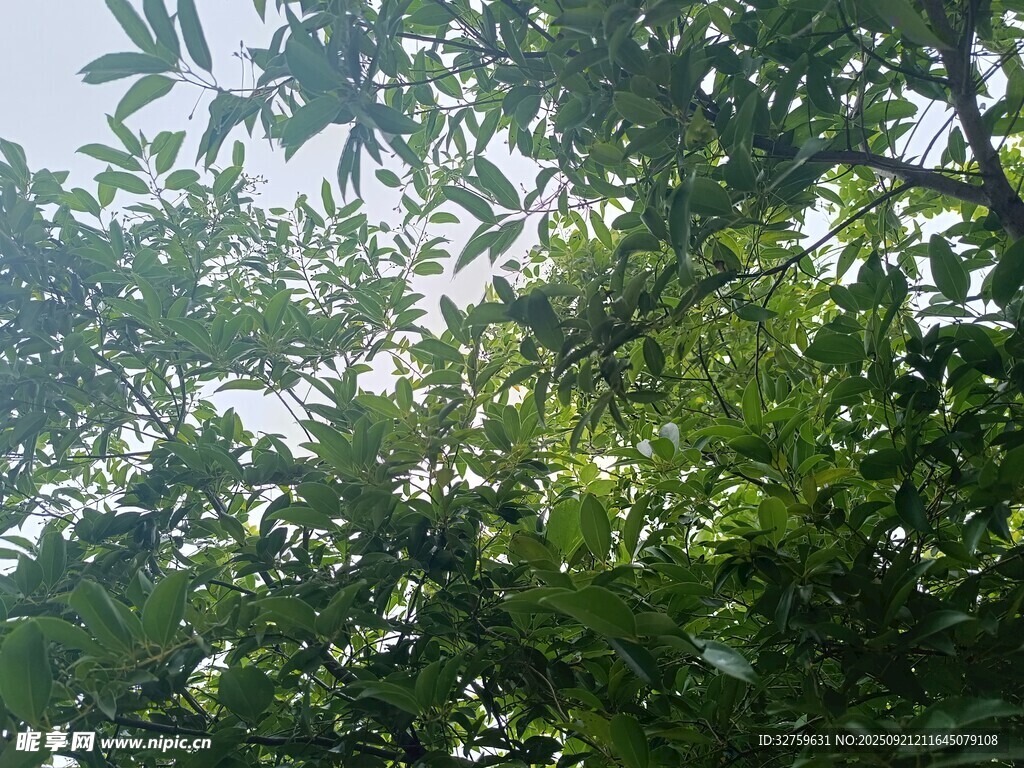 繁茂綠樹間的清新景致