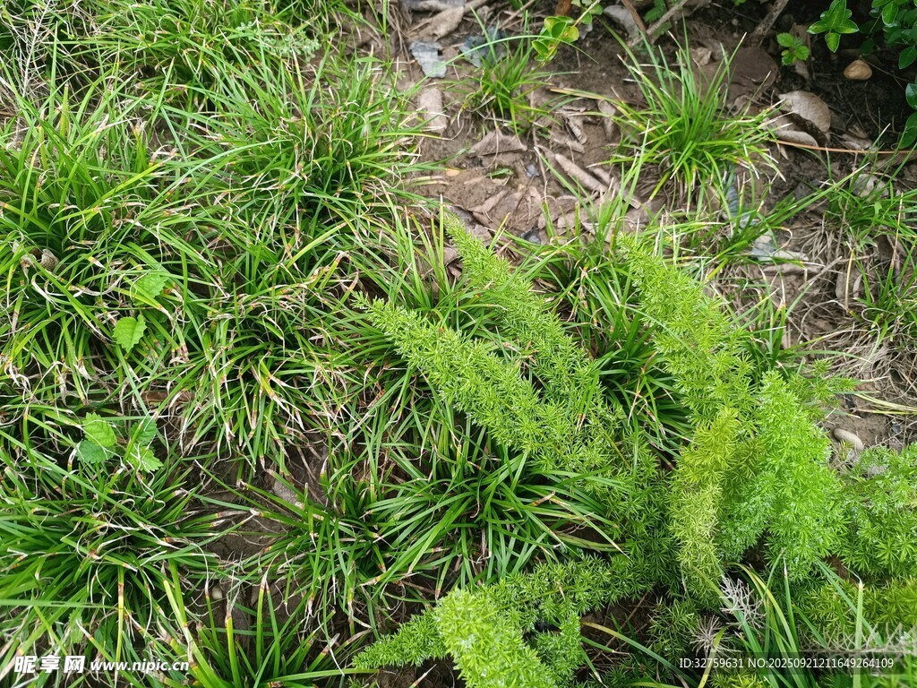 地面上的翠綠蕨類植物