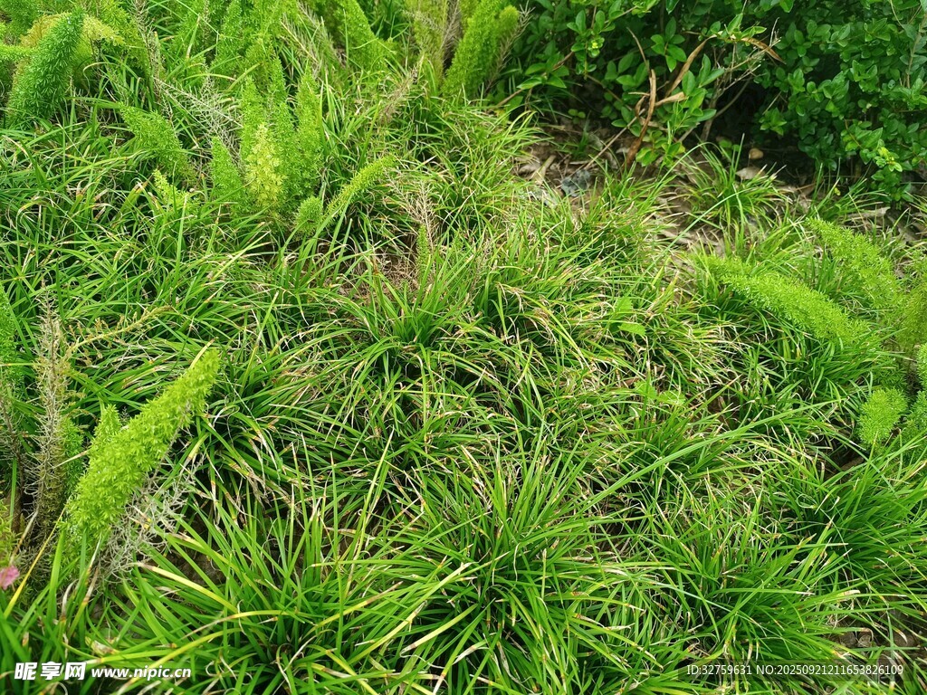 翠綠茂盛的草叢景觀