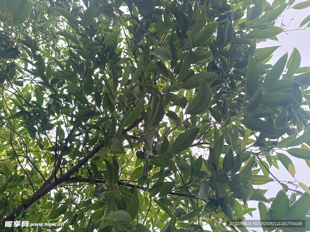 仰視繁茂枝葉