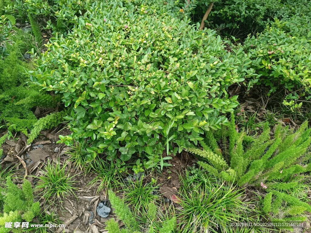 綠意盎然的叢生植物