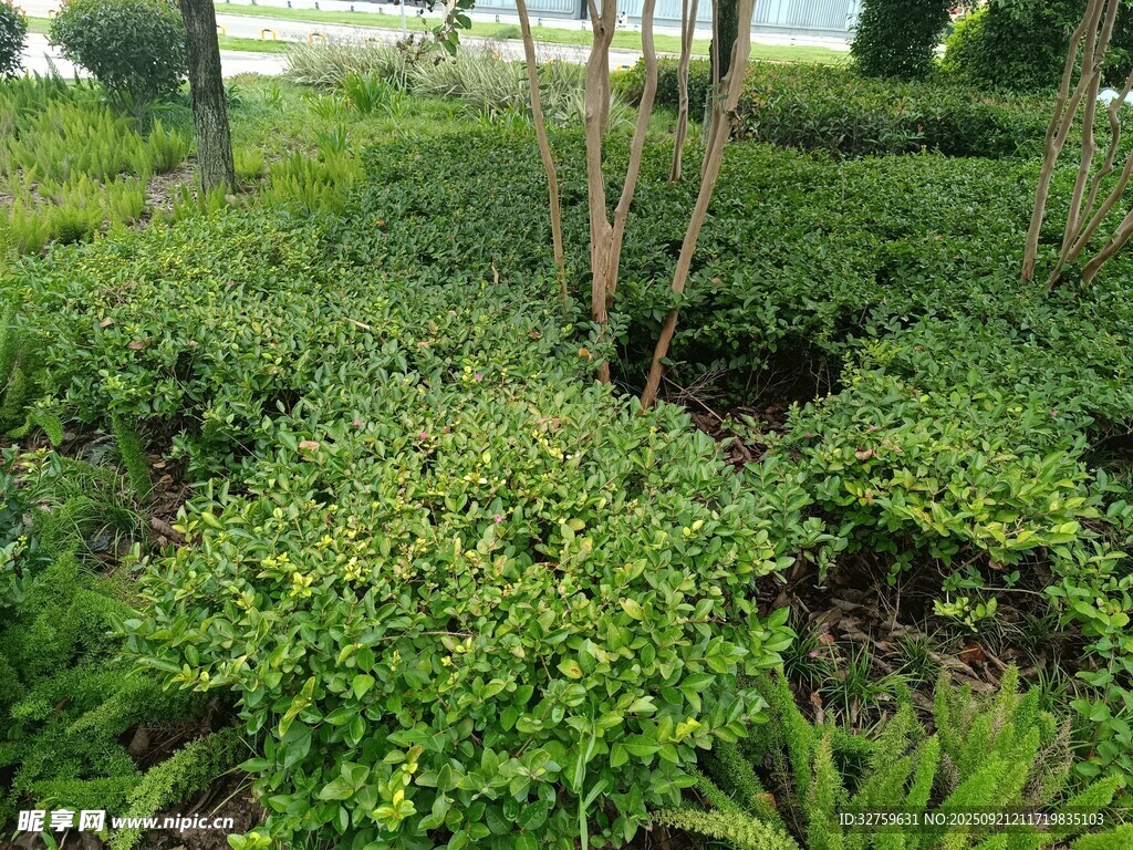 綠意盎然的園林植物景觀