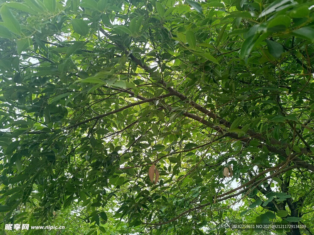 茂密綠樹(shù)間的光影景致
