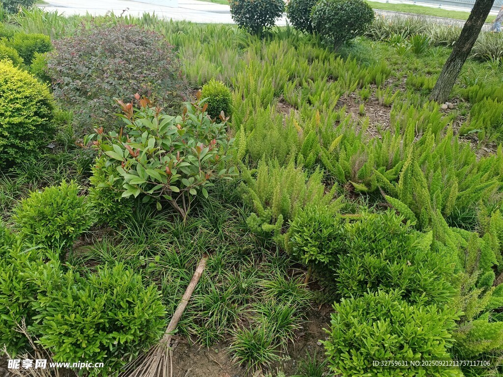 綠意盎然的園林植物景觀