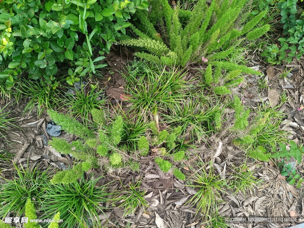 地面綠植與松樹苗