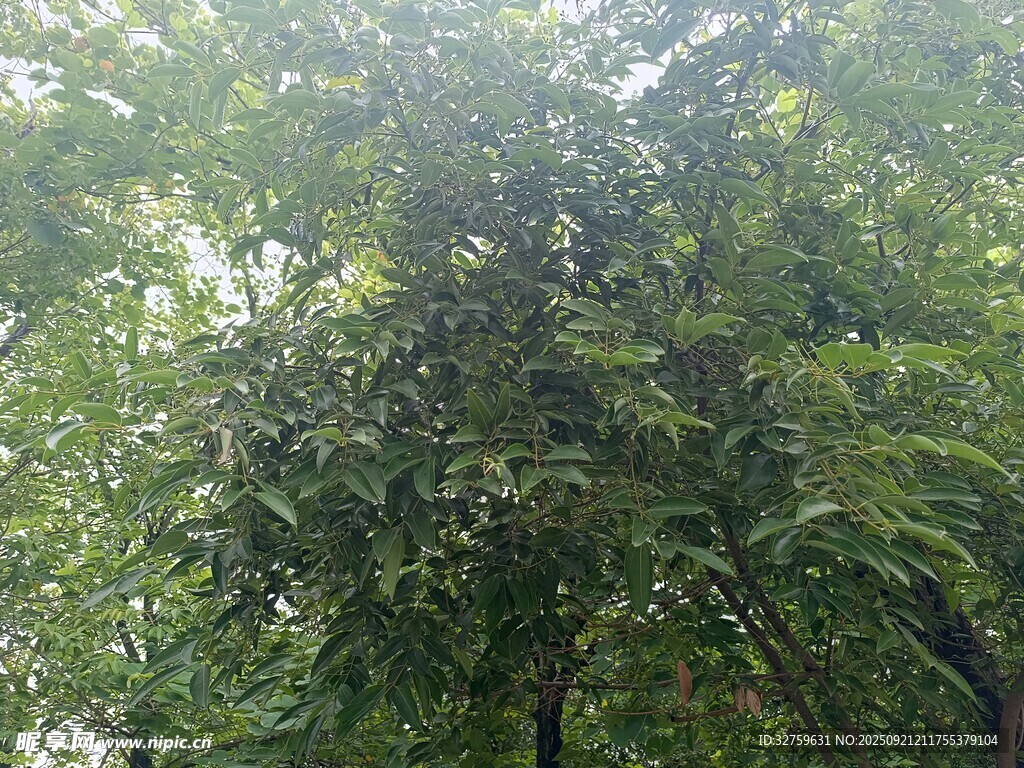 茂密綠樹展現(xiàn)自然生機(jī)