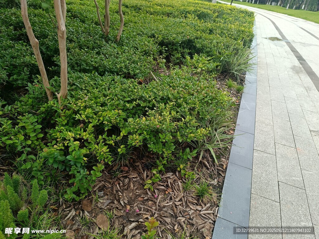 路邊綠植景觀