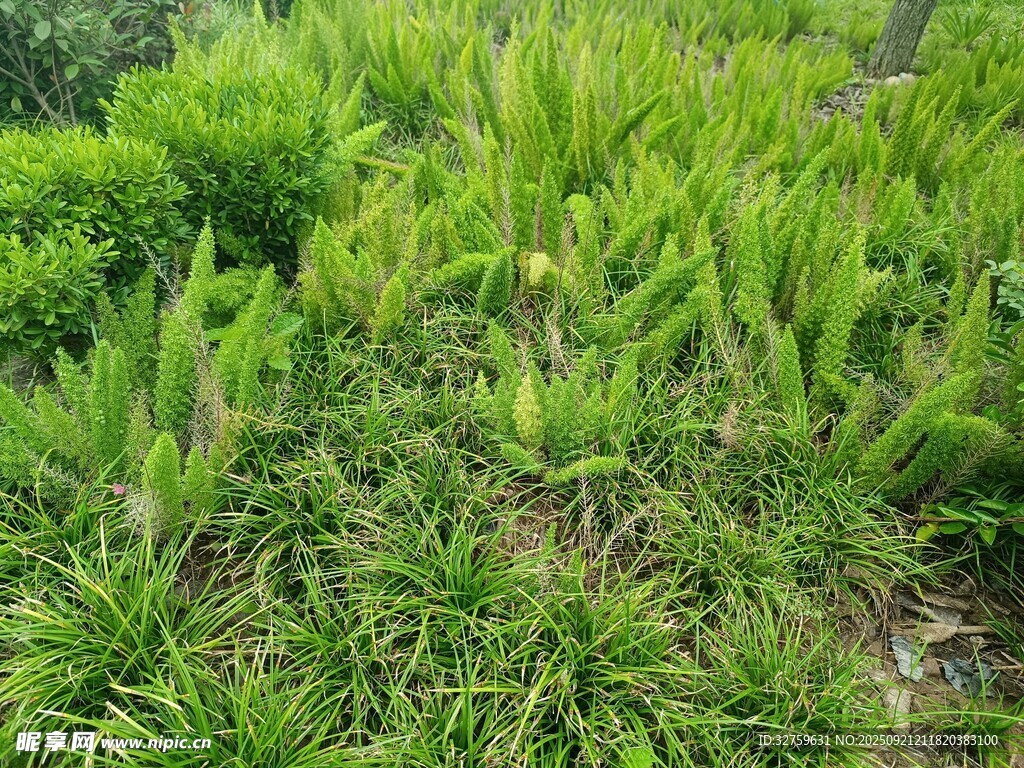 翠綠繁茂的野生植物景觀