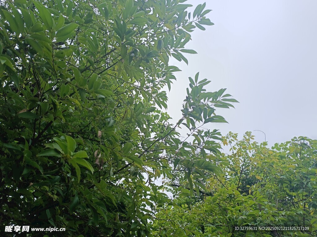 綠意盎然的繁茂樹林