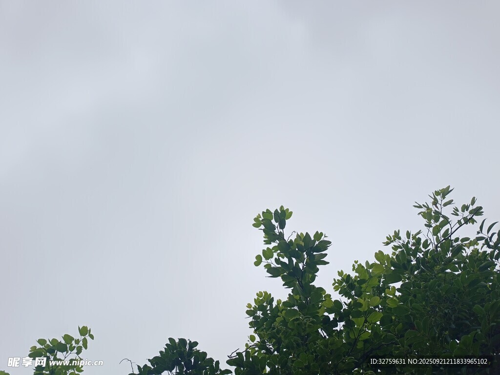樹梢之上的朦朧天空