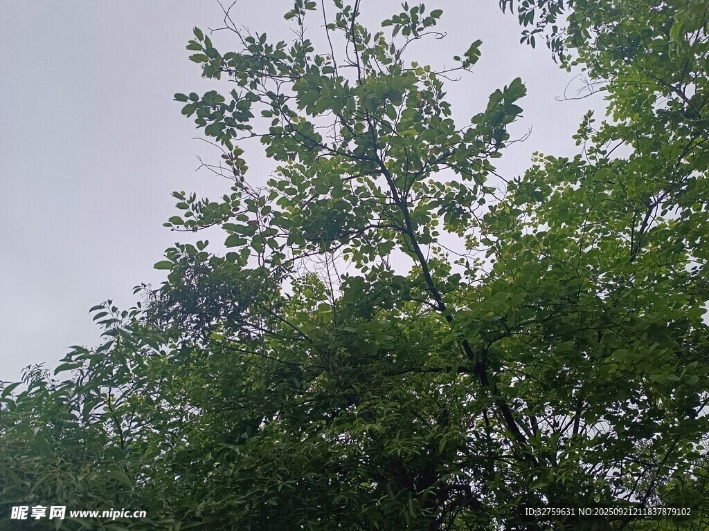 綠意盎然的繁茂樹木