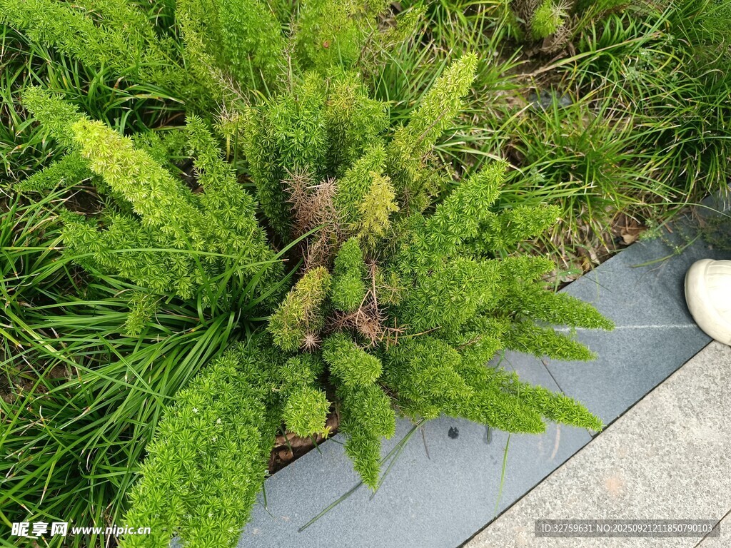 綠植旁的鵝卵石景觀