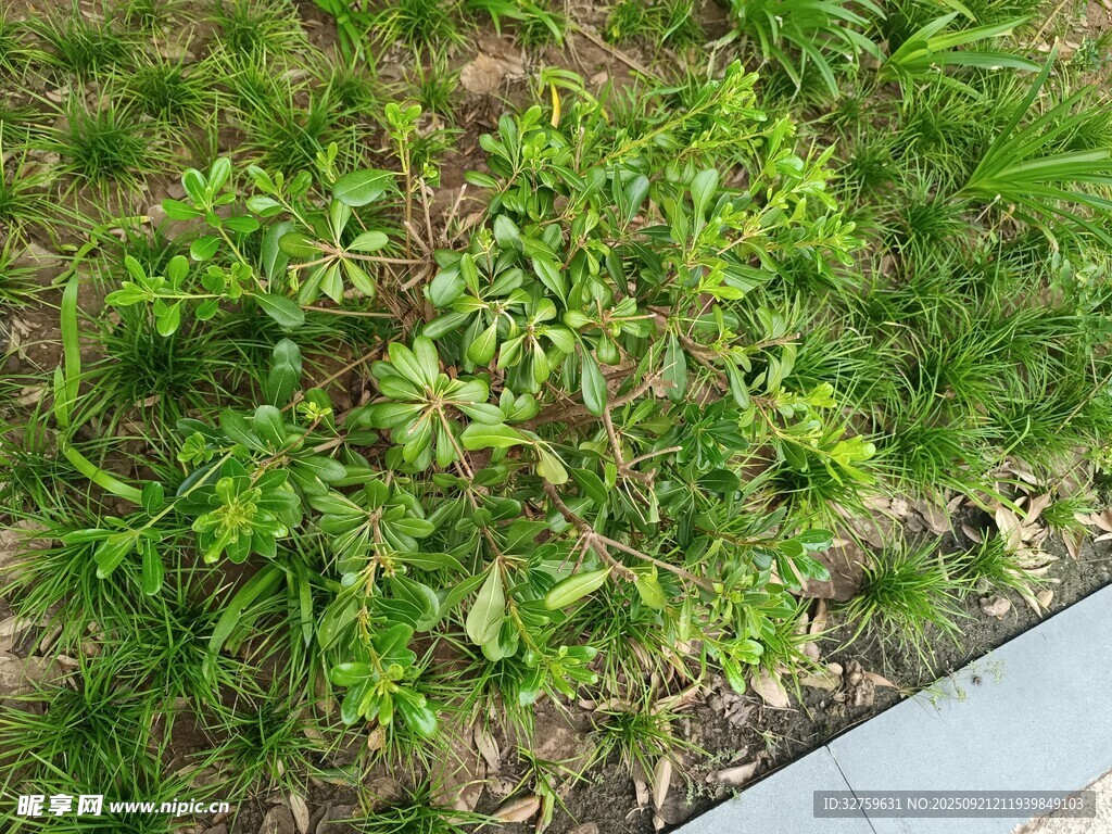 路邊嫩綠植物