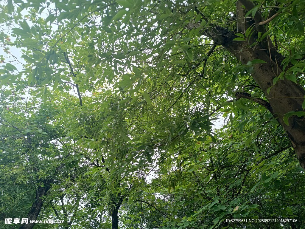 茂密綠意盎然的森林景象