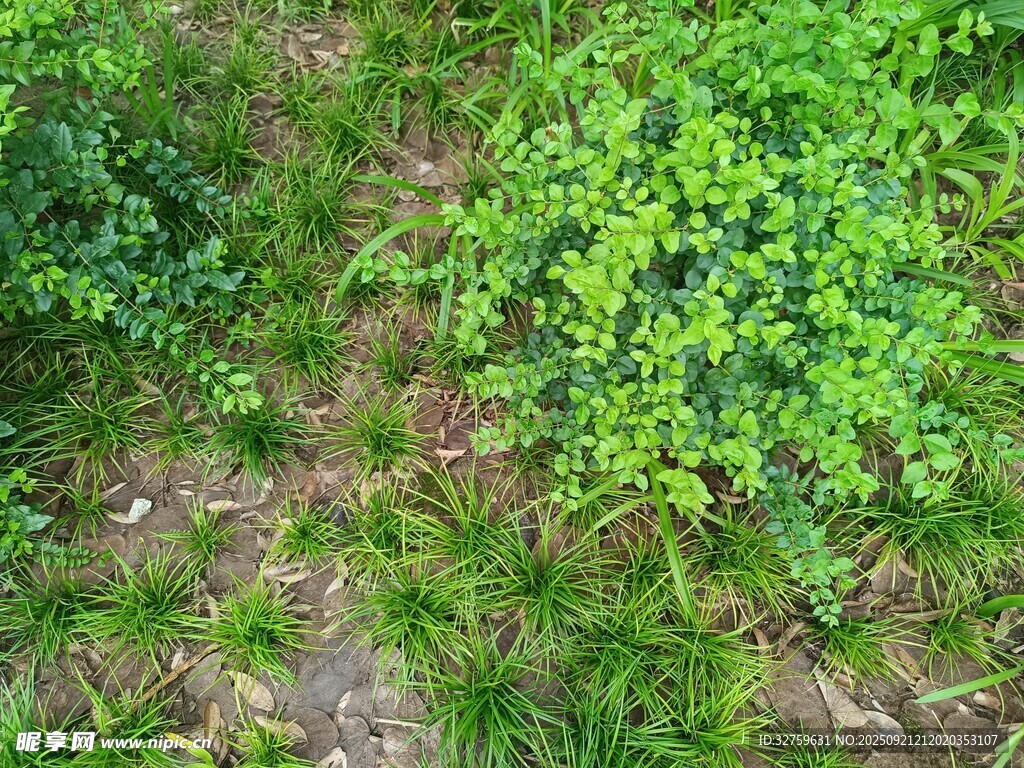 綠意盎然的草地與植被