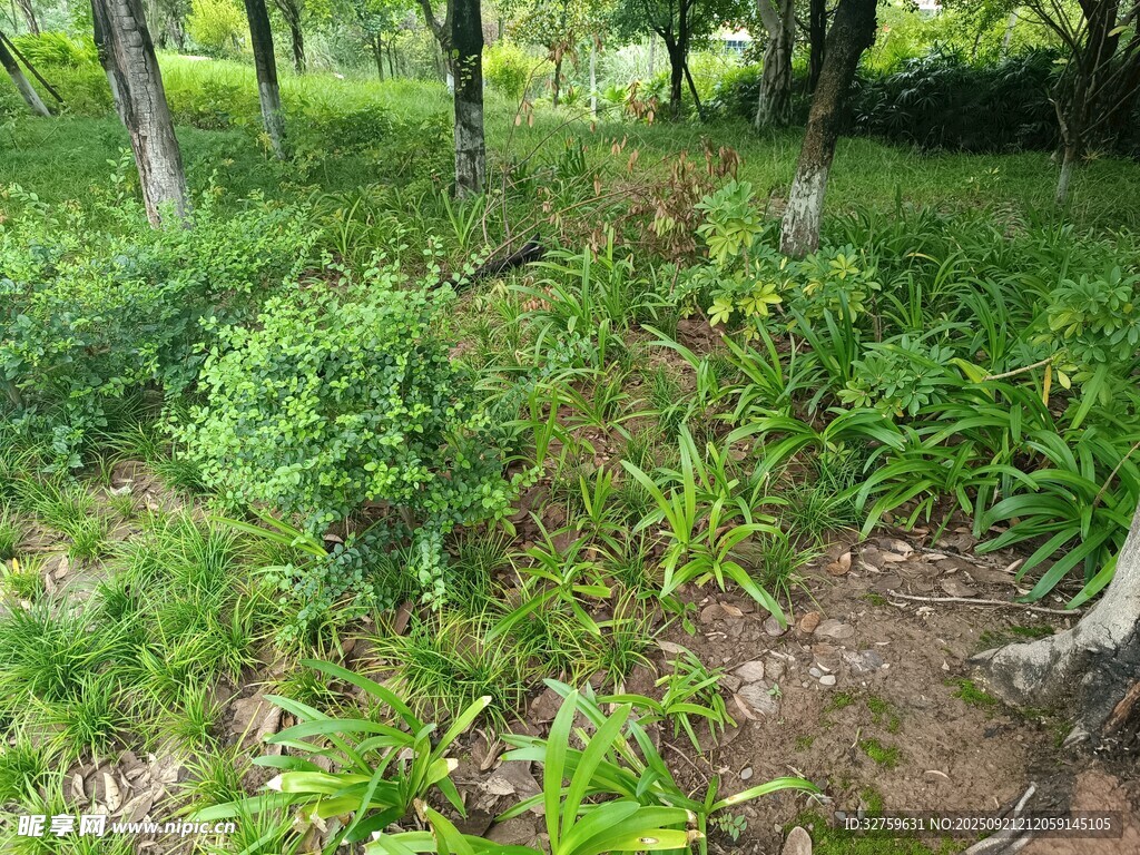 林間繁茂綠植景觀
