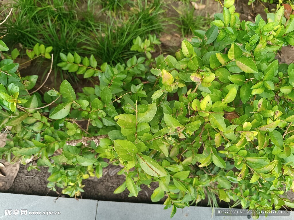 嫩綠植物生機(jī)盎然