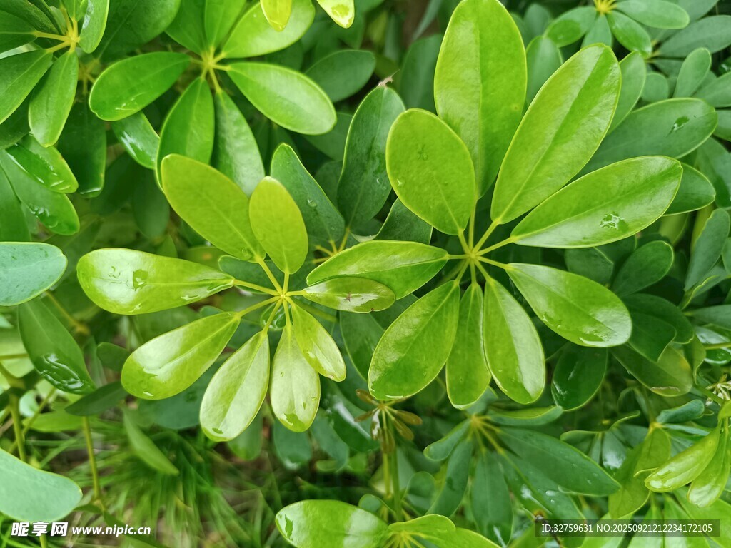 翠綠繁茂的綠葉植物