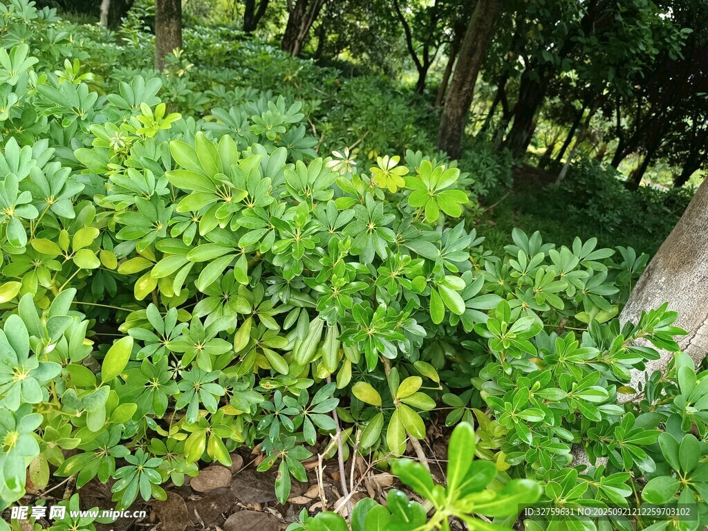 綠意盎然的繁茂植物景觀