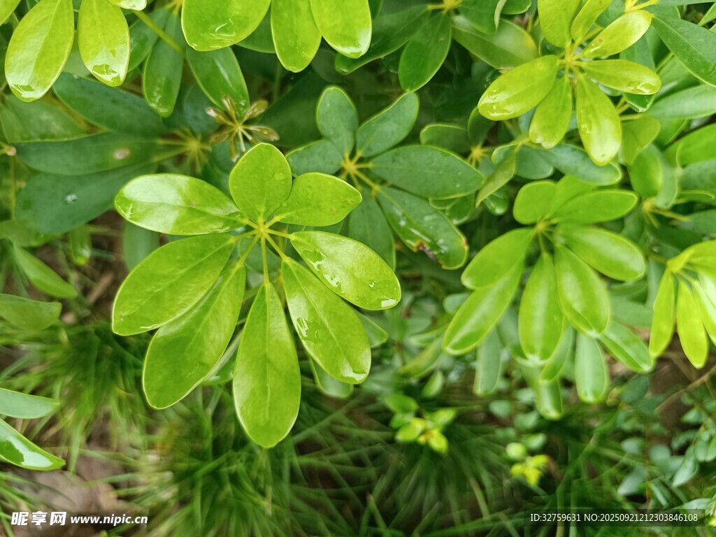翠綠繁茂的植物枝葉