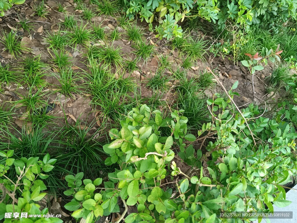 地面叢生的綠色植物