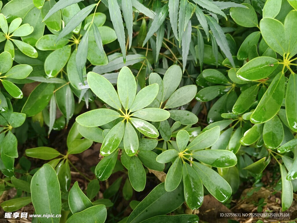 翠綠繁茂的多葉植物景觀