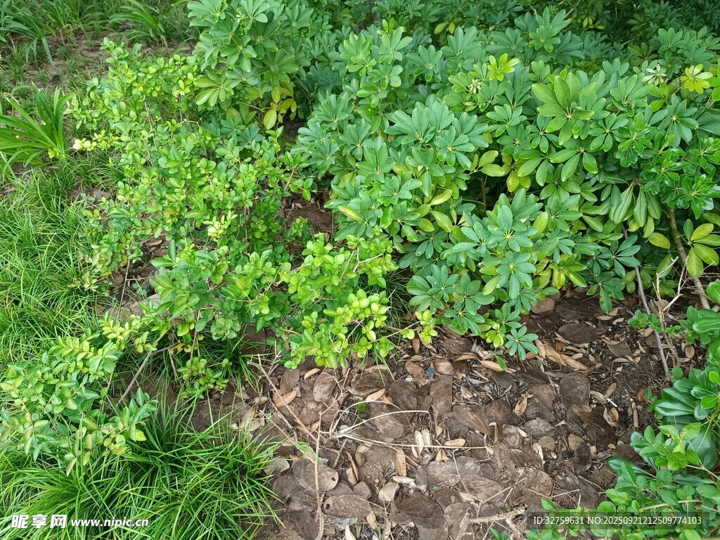 翠綠芫荽生長(zhǎng)于泥土間
