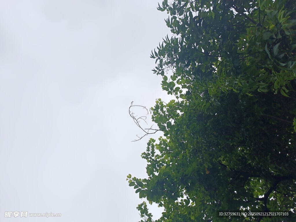 仰視綠樹與灰白天空