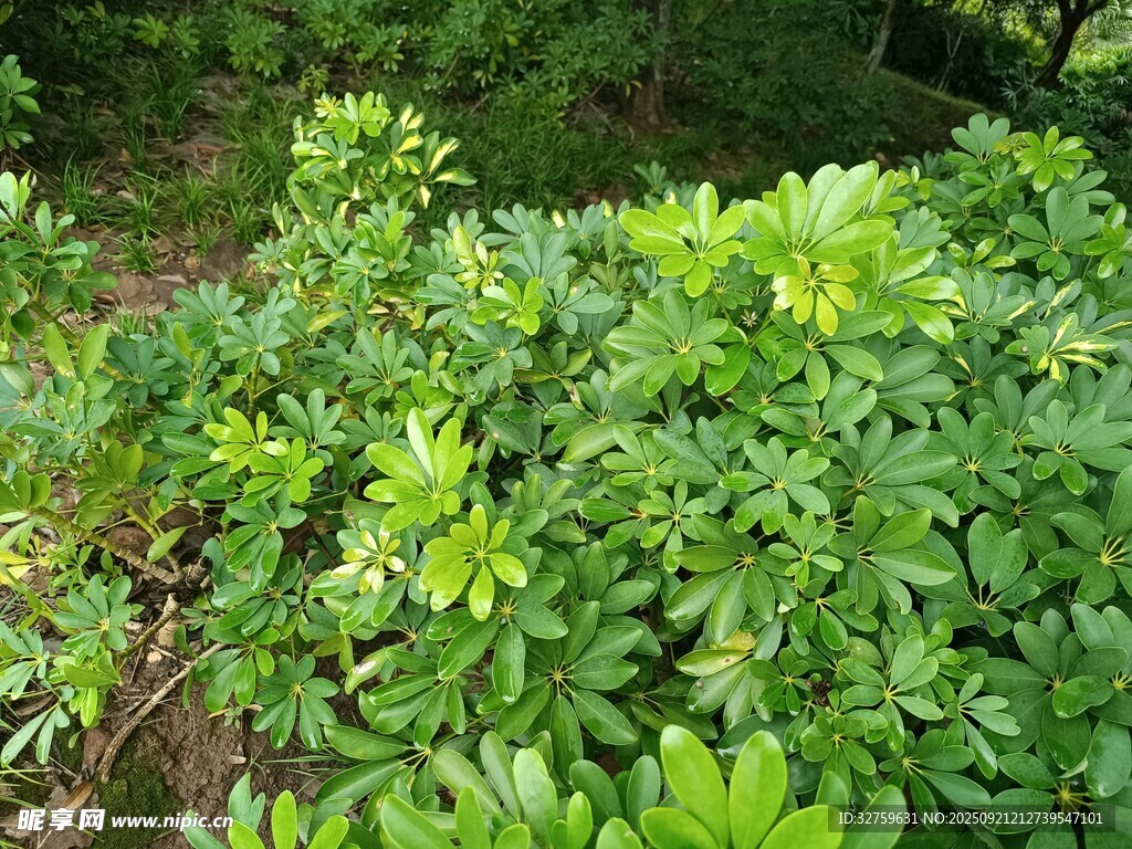 綠意盎然的茂密植物