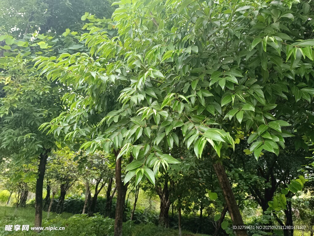 綠意盎然的樹林景觀