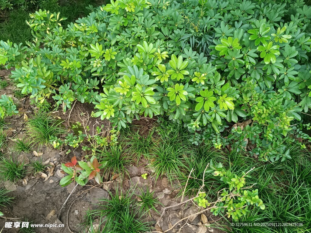 地面綠植景觀