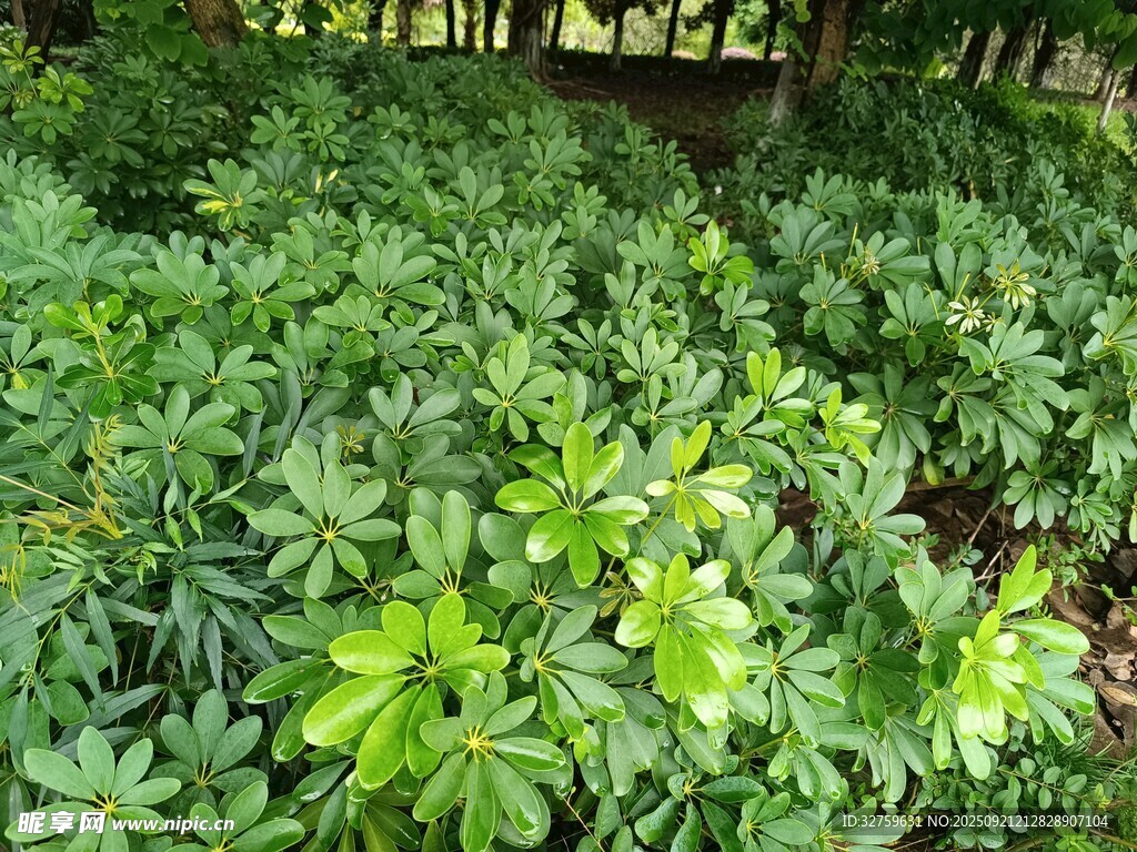 繁茂綠植景觀