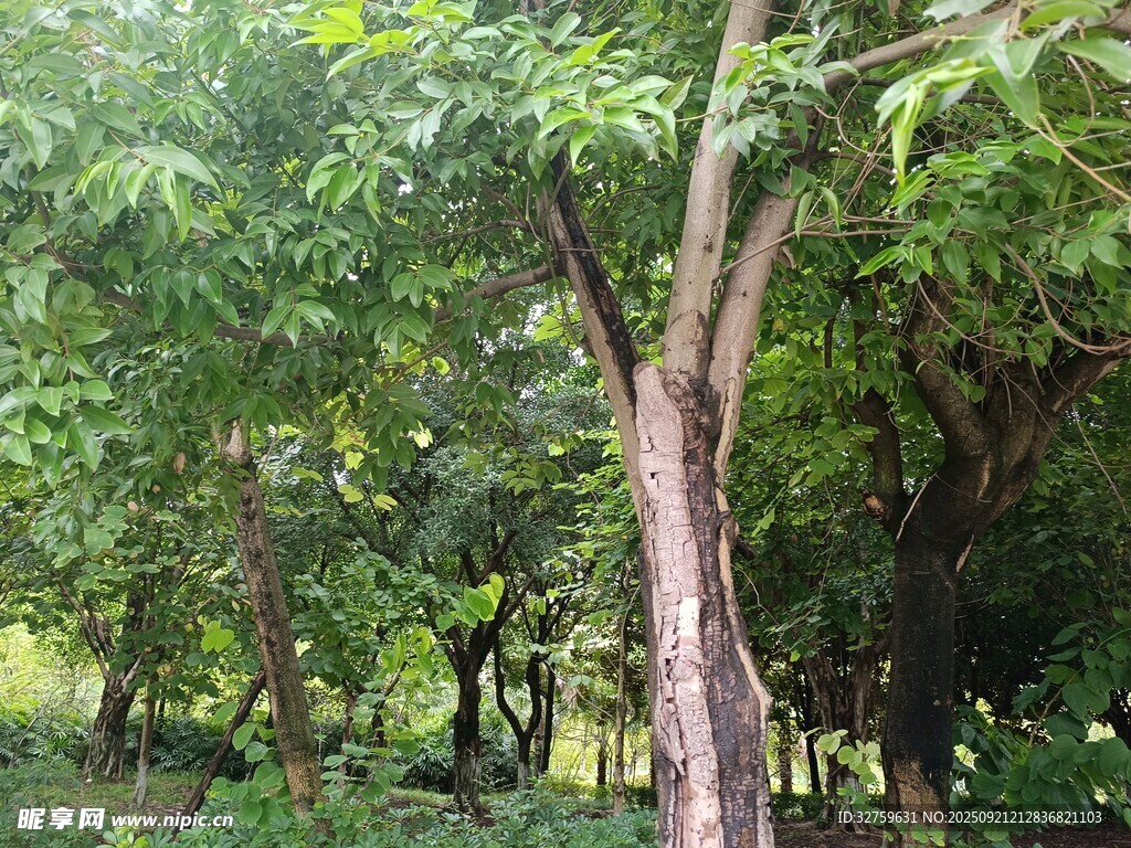茂密樹林中的挺拔樹木