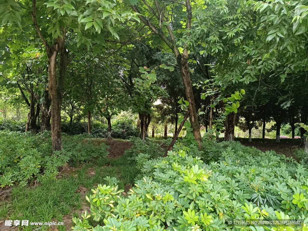 夏日繁茂樹林綠意景象