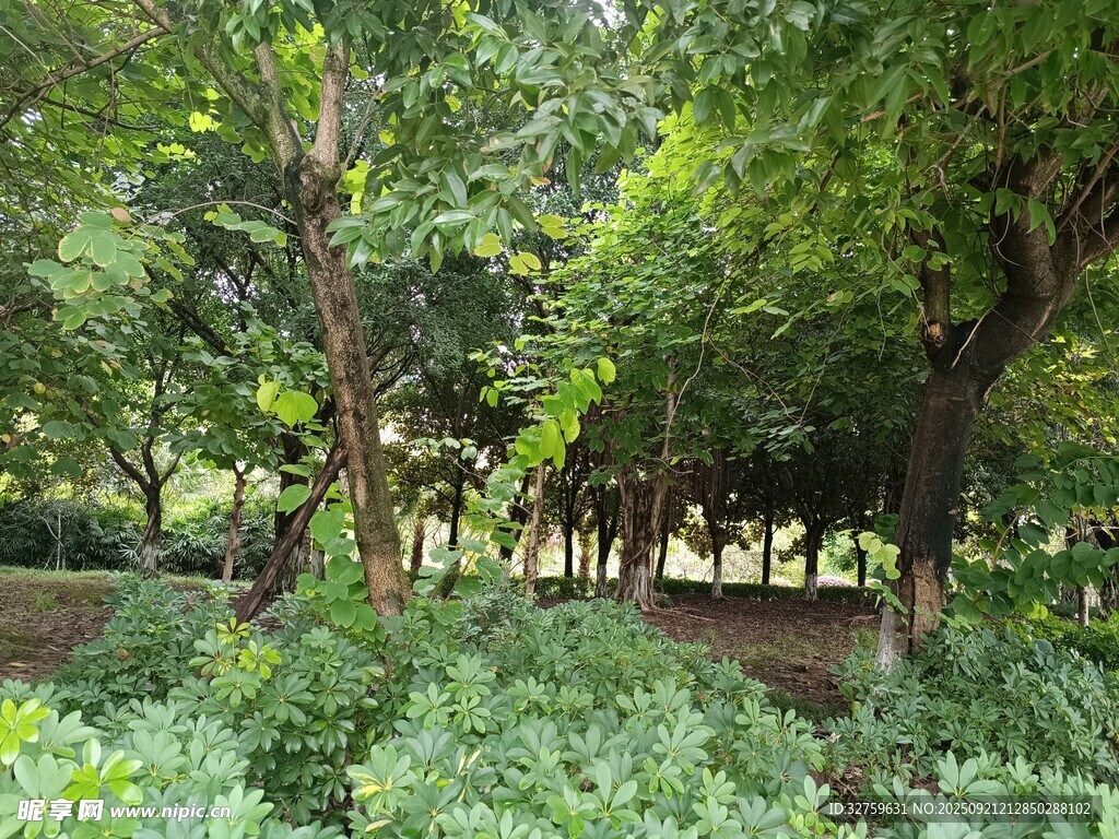 繁茂綠植環(huán)繞的靜謐角落